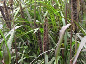 Ornamental Millet 'Jester'
