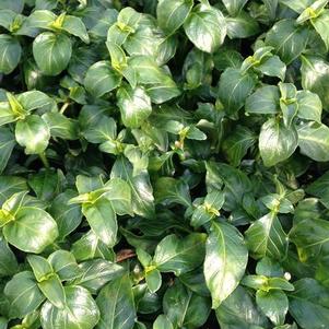 Rungia klossii 'Mushroom Plant' Rungia klossii 'Mushroom Plant'