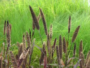 Ornamental Millet 'Purple Baron'