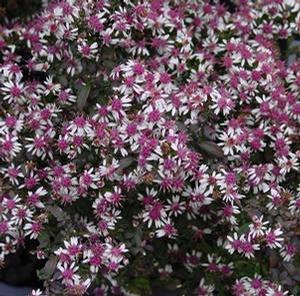 Aster lateriflorus 'Lady in Black' Aster lateriflorus 'Lady in Black'