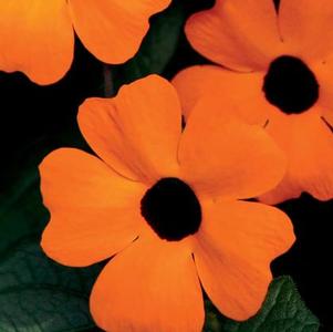 Thunbergia alata 'Orange Beauty' Thunbergia alata 'Orange Beauty'