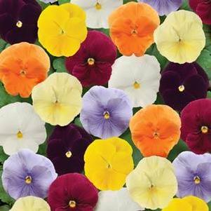 Pansy 'Matrix Clear Mix' Pansy 'Matrix Clear Mix'