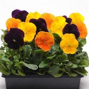 Pansy 'Matrix Mix Harvest' Pansy 'Matrix Mix Harvest'