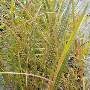 Stipa arundinacea 'Pheasant Tails' Stipa arundinacea 'Pheasant Tails'