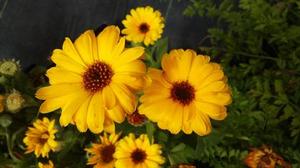 Calendula officinalis 'Sunshine Flashback' Calendula officinalis 'Sunshine Flashback'