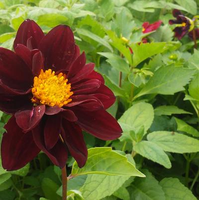 Dahlia variabilis 'Black Beauty' Dahlia variabilis 'Black Beauty'