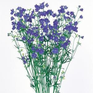 Delphinium grandiflorum 'Planet Blue' Delphinium grandiflorum 'Planet Blue'