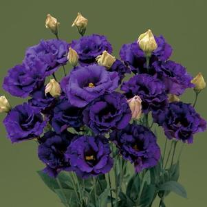 Lisianthus 'Corelli 3 Blue' Lisianthus 'Corelli 3 Blue'