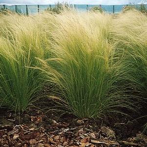 Stipa tenuissima 'Pony Tails' Stipa tenuissima 'Pony Tails'