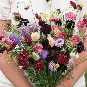 Scabiosa 'Cutbright Mix' Scabiosa 'Cutbright Mix'