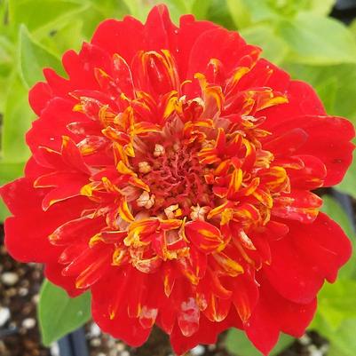 Zinnia elegans 'Cupcake Deep Orange' Zinnia elegans 'Cupcake Deep Orange'