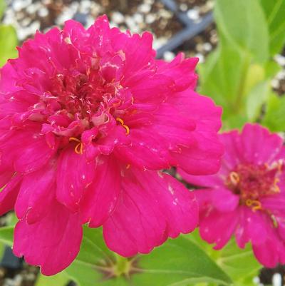 Zinnia elegans 'Cupcake Rose' Zinnia elegans 'Cupcake Rose'