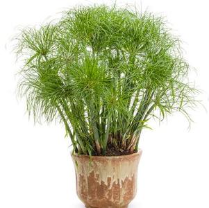 Cyperus 'Prince Tut®' Cyperus 'Prince Tut®'