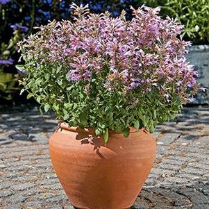 Agastache 'Arizona Sunset' Agastache 'Arizona Sunset'