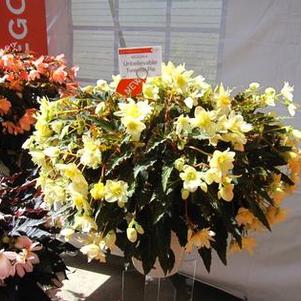 Begonia 'I'Conia Tweetie Pie' Begonia 'I'Conia Tweetie Pie'