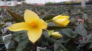 Begonia boliviensis 'Beauvilia™ Lemon' Begonia boliviensis 'Beauvilia™ Lemon'