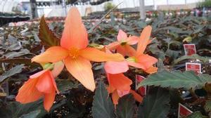 Begonia boliviensis 'Beauvilia™ Salmon' Begonia boliviensis 'Beauvilia™ Salmon'