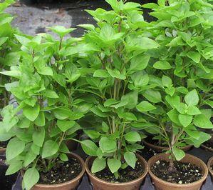Basil  'Greek Columnar'