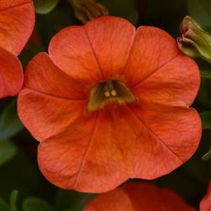 Calibrachoa 'Cabaret® Orange' Calibrachoa 'Cabaret® Orange'