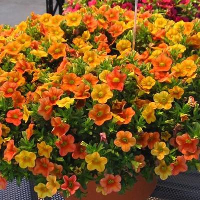 Calibrachoa 'Calitastic™ Pumpkin Spice' Calibrachoa 'Calitastic™ Pumpkin Spice'