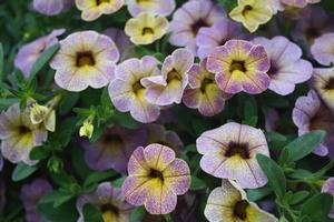 Calibrachoa 'Celebration® Chameleon™ Blueberry Scone' Calibrachoa 'Celebration® Chameleon™ Blueberry Scone'