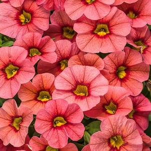Calibrachoa 'Superbells® Coralina™' Calibrachoa 'Superbells® Coralina™'