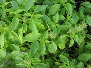 Basil 'Lime' Basil 'Lime'