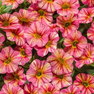 Calibrachoa 'Superbells® Tropical Sunrise™' Calibrachoa 'Superbells® Tropical Sunrise™'