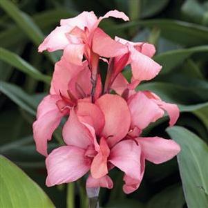 Canna x generalis 'Cannova Mango' Canna x generalis 'Cannova Mango'