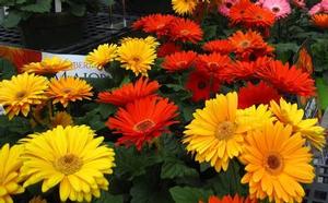 Gerbera 'Majorette Mix' Gerbera 'Majorette Mix'