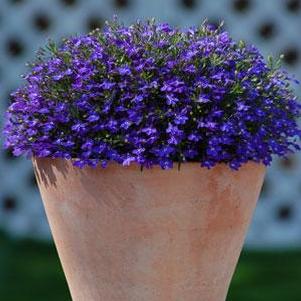 Lobelia 'Suntory ™ Compact Blue' Lobelia 'Suntory ™ Compact Blue'