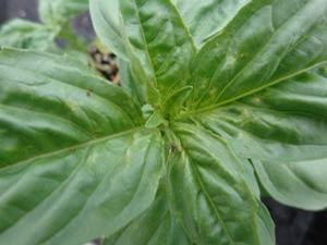 Basil 'Sweet Nufar' Basil 'Sweet Nufar'