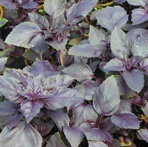 Basil  'Red Rubin'