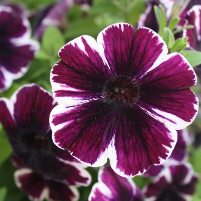 Petunia 'Sweetunia® Miss Marvel' Petunia 'Sweetunia® Miss Marvel'