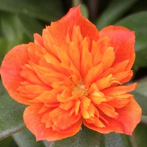 Portulaca 'Colorblast Double Orange' Portulaca 'Colorblast Double Orange'