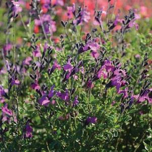 Salvia hybrid 'Arctic Blaze™ Purple' Salvia hybrid 'Arctic Blaze™ Purple'