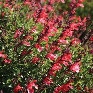 Salvia hybrid 'Arctic Blaze™ Red' Salvia hybrid 'Arctic Blaze™ Red'