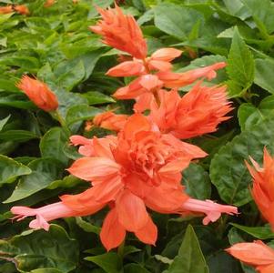 Salvia splendens 'Saucy™ Coral' Salvia splendens 'Saucy™ Coral'