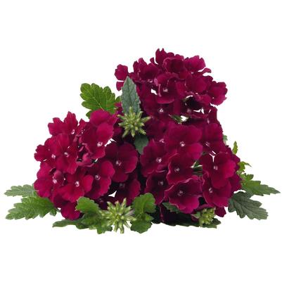 Verbena 'Empress Flair Burgundy' Verbena 'Empress Flair Burgundy'
