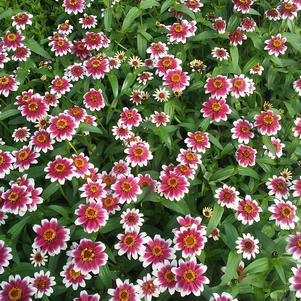 Zinnia 'Zany Rose Picotee' Zinnia 'Zany Rose Picotee'