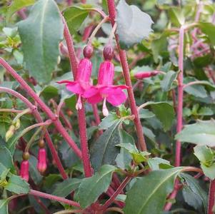 Fuchsia thymifolia Fuchsia thymifolia