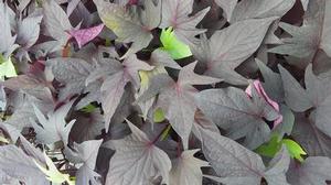 Ipomoea b 'Sweet Caroline Bewitched After Midnight™' Ipomoea b 'Sweet Caroline Bewitched After Midnight™'