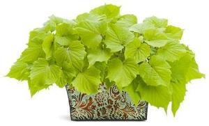 Ipomoea b 'Sweet Caroline Bewitched Green with Envy™' Ipomoea b 'Sweet Caroline Bewitched Green with Envy™'