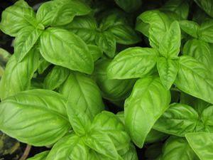 Basil 'Sweet Genovese compact' Basil 'Sweet Genovese compact'