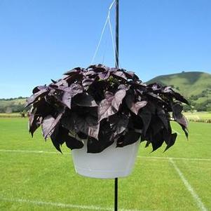 Ipomoea b 'Sweet Caroline Sweetheart Jet Black™' Ipomoea b 'Sweet Caroline Sweetheart Jet Black™'