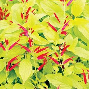 Salvia elegans 'Rockin'® Golden Delicious' Salvia elegans 'Rockin'® Golden Delicious'
