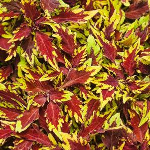 Coleus 'Colorblaze® Royal Apple Brandy®' Coleus 'Colorblaze® Royal Apple Brandy®'