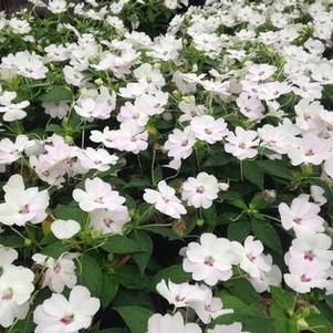 Impatiens 'Bounce™ White' Impatiens 'Bounce™ White'