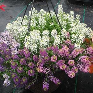 Lobularia 'Field of Streams Mix' Lobularia 'Field of Streams Mix'