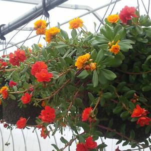 Portulaca 'Colorblast Double Mix' Portulaca 'Colorblast Double Mix'